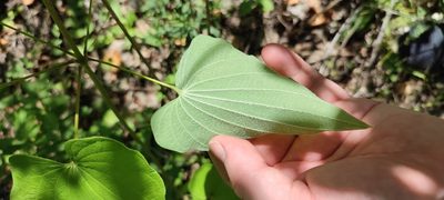 Dioscorea caucasica, photographed by Yurii Basov