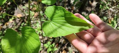 Dioscorea caucasica, photographed by Yurii Basov