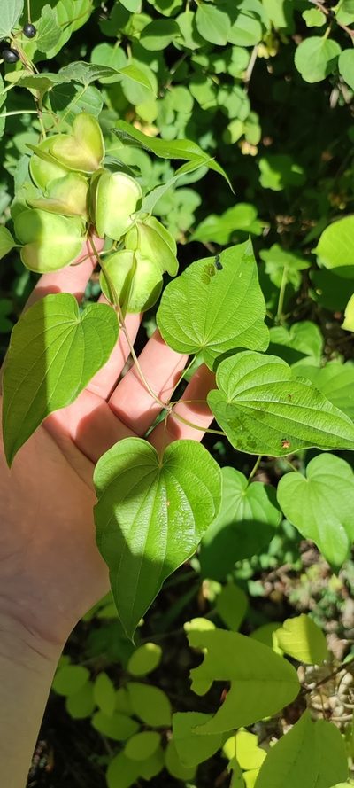 Dioscorea caucasica, photographed by Yurii Basov