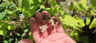 Dioscorea caucasica, photographed by Yurii Basov