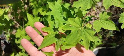 Dioscorea nipponica, photographed by Yurii Basov