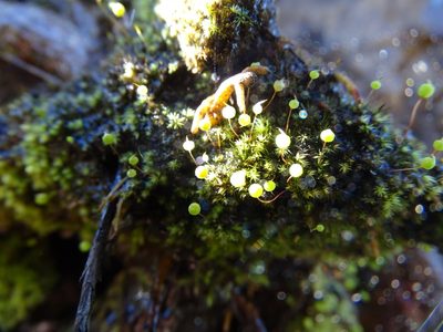 Philonotis comosa, photographed by Shaun Swanepoel