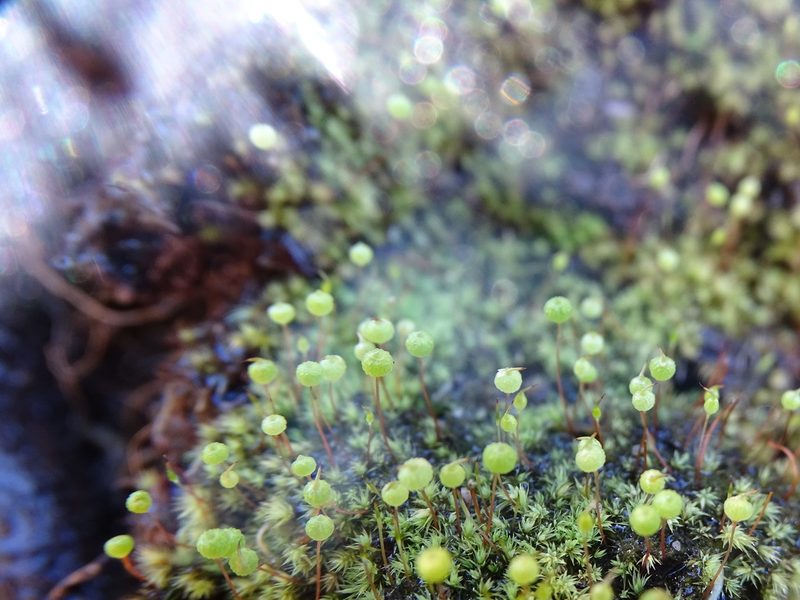Philonotis comosa, photographed by Shaun Swanepoel