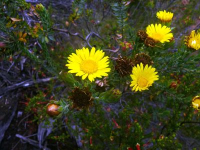 Oedera calycina, photographed by Tony Rebelo