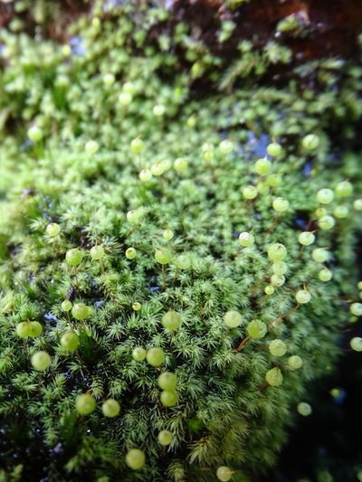 Philonotis comosa, photographed by Shaun Swanepoel