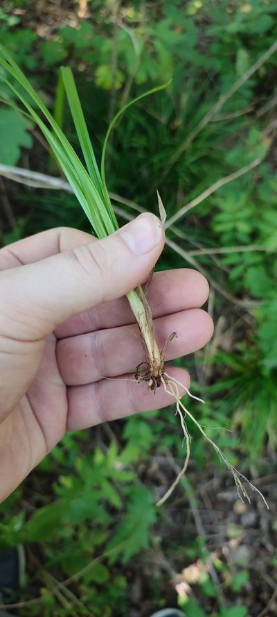 Carex brevicollis, photographed by Yurii Basov