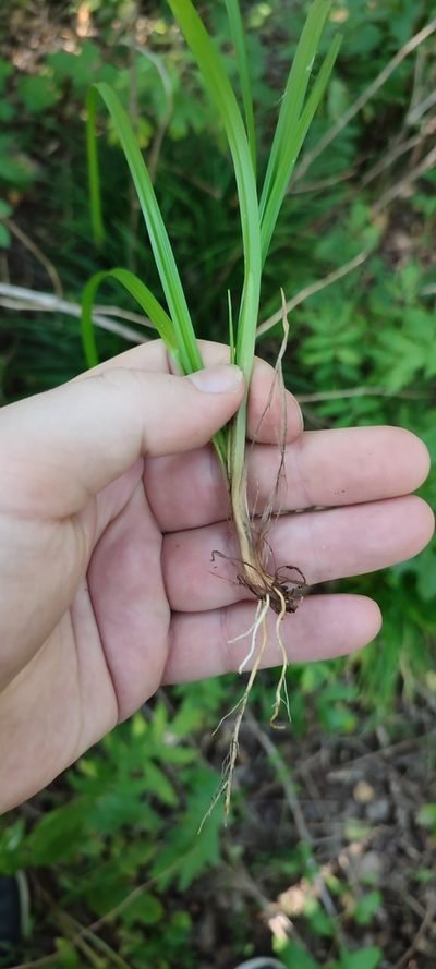 Carex brevicollis, photographed by Yurii Basov