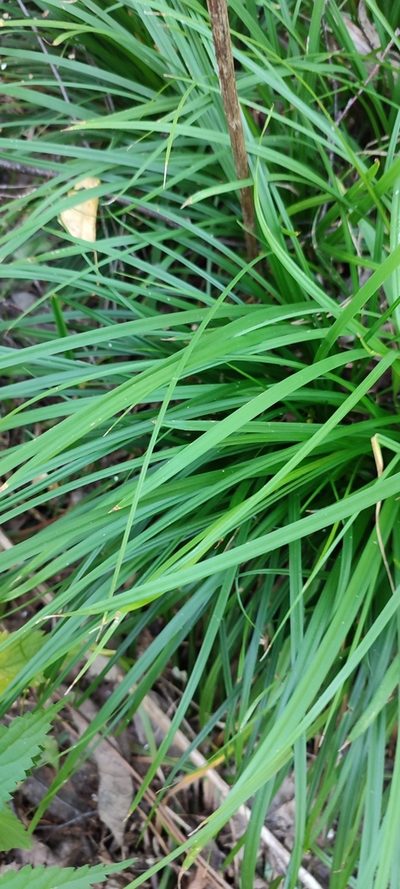 Carex brevicollis, photographed by Yurii Basov