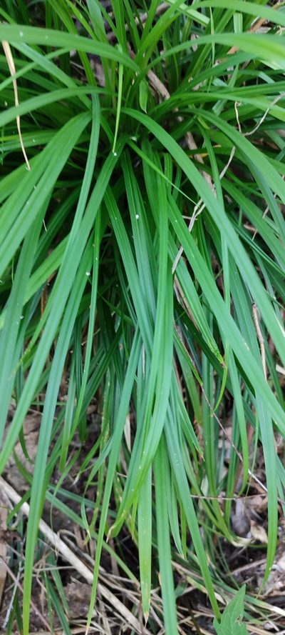 Carex brevicollis, photographed by Yurii Basov