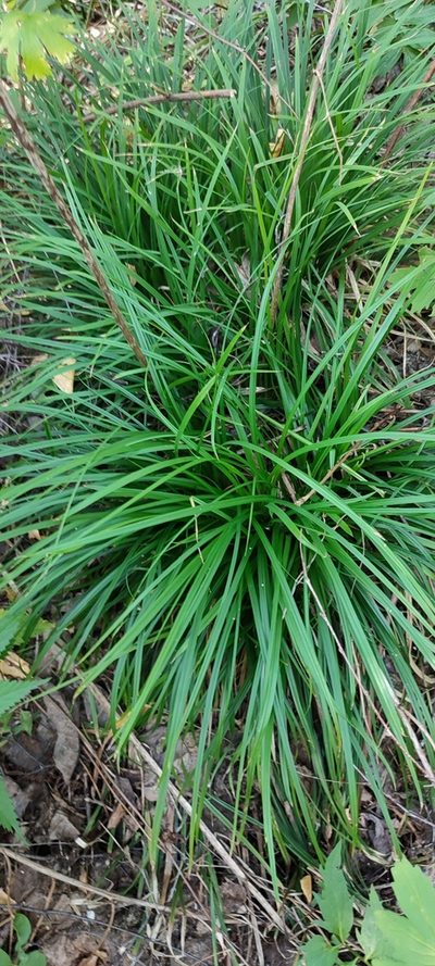 Carex brevicollis, photographed by Yurii Basov