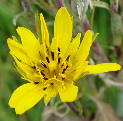 Tragopogon pratensis, photographed by Patrick Hacker