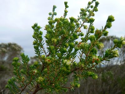 Erica glumiflora, photographed by Di Turner