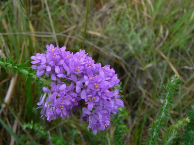 Selago villicaulis, photographed by Di Turner