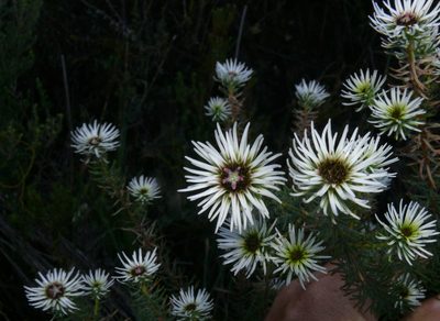 Staavia glutinosa, photographed by Tony Rebelo