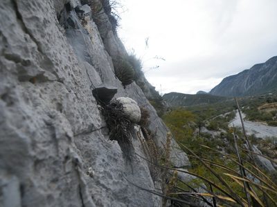 Mammillaria plumosa, photographed by amantedarmanin
