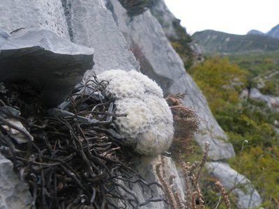 Mammillaria plumosa, photographed by amantedarmanin
