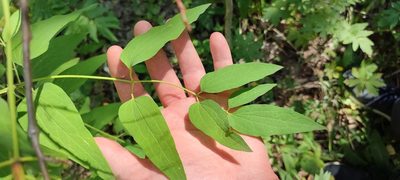 Clematis recta, photographed by Yurii Basov