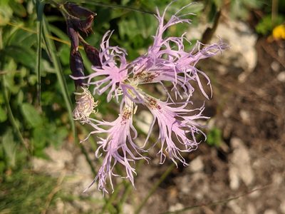 Dianthus superbus, photographed by agosti