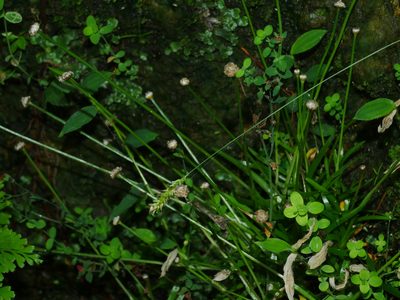 Eriocaulon truncatum, photographed by Jacy Chen