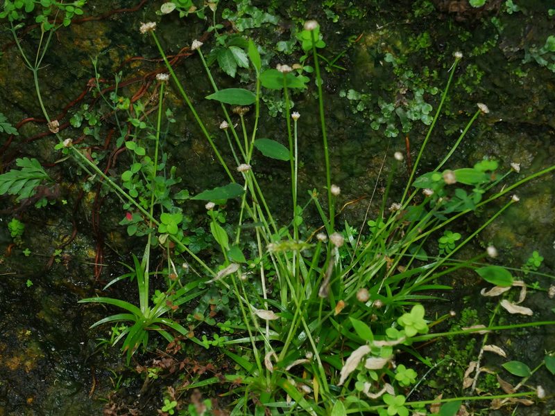 Eriocaulon truncatum, photographed by Jacy Chen