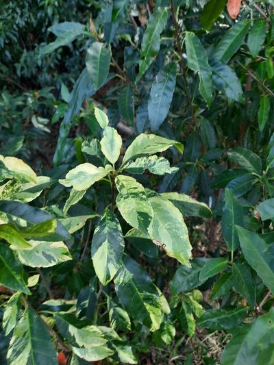 Croton verreauxii, photographed by Jeff Harbrow