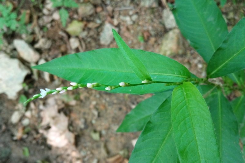 Persicaria mitis, photographed by Josep Gesti
