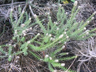 Phylica thunbergiana, photographed by Jacques van der Merwe