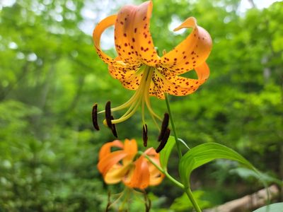 Lilium superbum, photographed by Douglas Godard