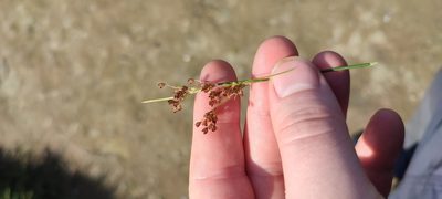 Juncus compressus, photographed by Yurii Basov
