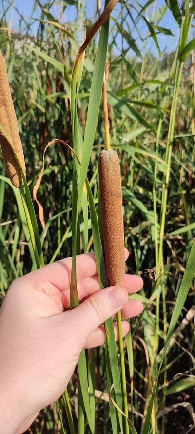 Typha linnaei, photographed by Yurii Basov