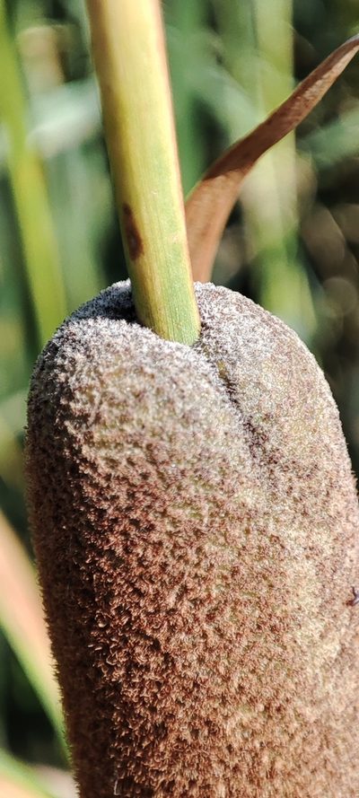 Typha linnaei, photographed by Yurii Basov