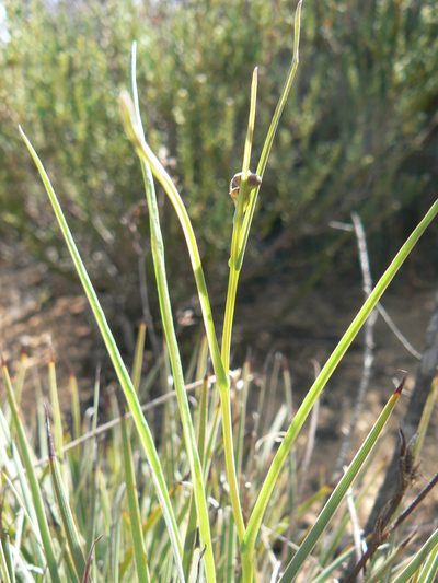 Othonna linearifolia, photographed by Jacques van der Merwe