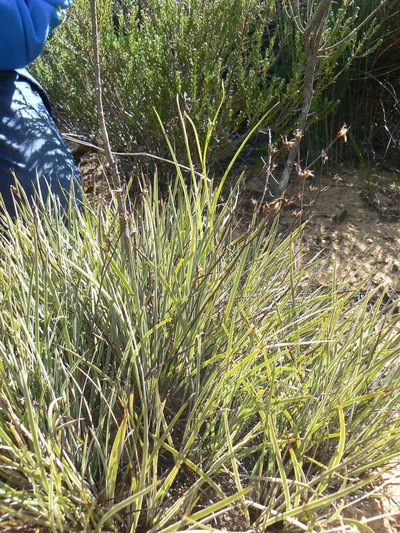Othonna linearifolia, photographed by Jacques van der Merwe