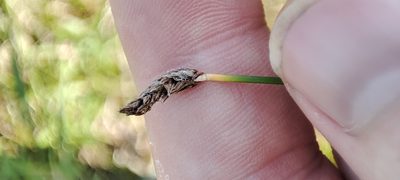 Eleocharis palustris, photographed by Yurii Basov