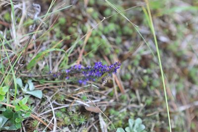Veronica spicata, photographed by Нурхайдарова Татьяна