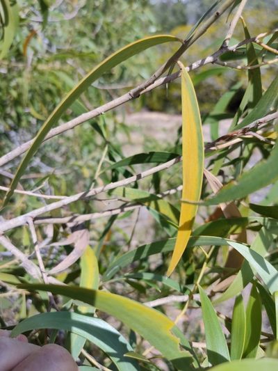 Acacia disparrima, photographed by Tony van Kampen