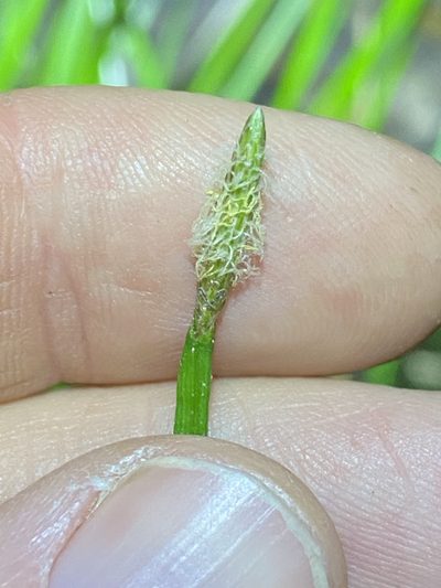 Eleocharis dulcis, photographed by Greg Tasney