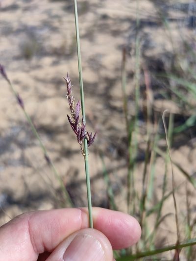 Eragrostis interrupta, photographed by Tony van Kampen