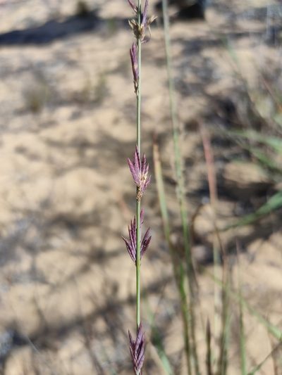 Eragrostis interrupta, photographed by Tony van Kampen