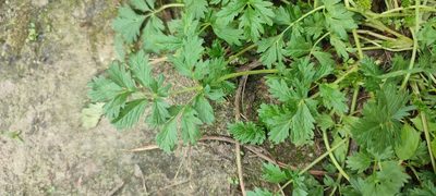 Potentilla tobolensis, photographed by Yurii Basov