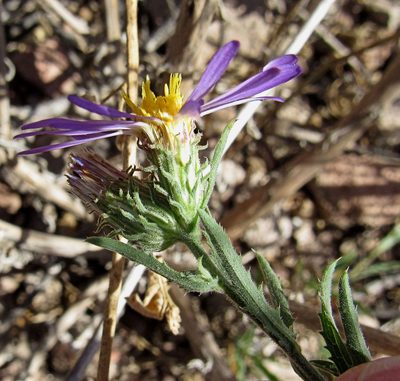 Dieteria asteroides, photographed by Wendy McCrady