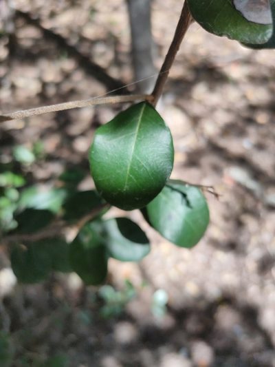 Sersalisia sericea, photographed by Tony van Kampen