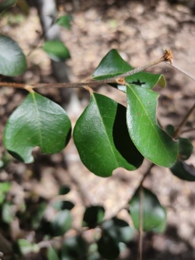 Sersalisia sericea, photographed by Tony van Kampen