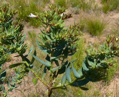 Lobostemon laevigatus, photographed by Tony Rebelo