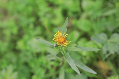 Pentanema salicinum, photographed by Нурхайдарова Татьяна