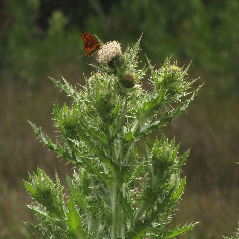 Cirsium wallichii, photographed by Paulmathi Vinod