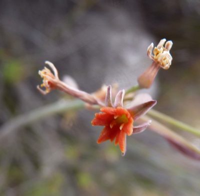 Tulbaghia capensis, photographed by Di Turner
