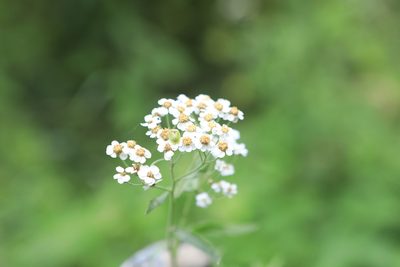 Achillea salicifolia, photographed by Нурхайдарова Татьяна