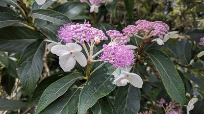 Hydrangea longifolia, photographed by Cheng-Te Hsu