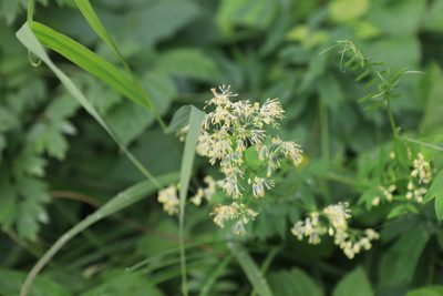 Thalictrum flavum, photographed by Нурхайдарова Татьяна